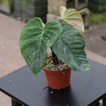 Philodendron Majestic | Seller's Choice, Hainan Collection