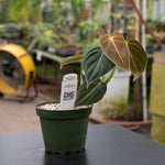 Philodendron melanochrysum | Seller's Choice, Hong Kong Collection