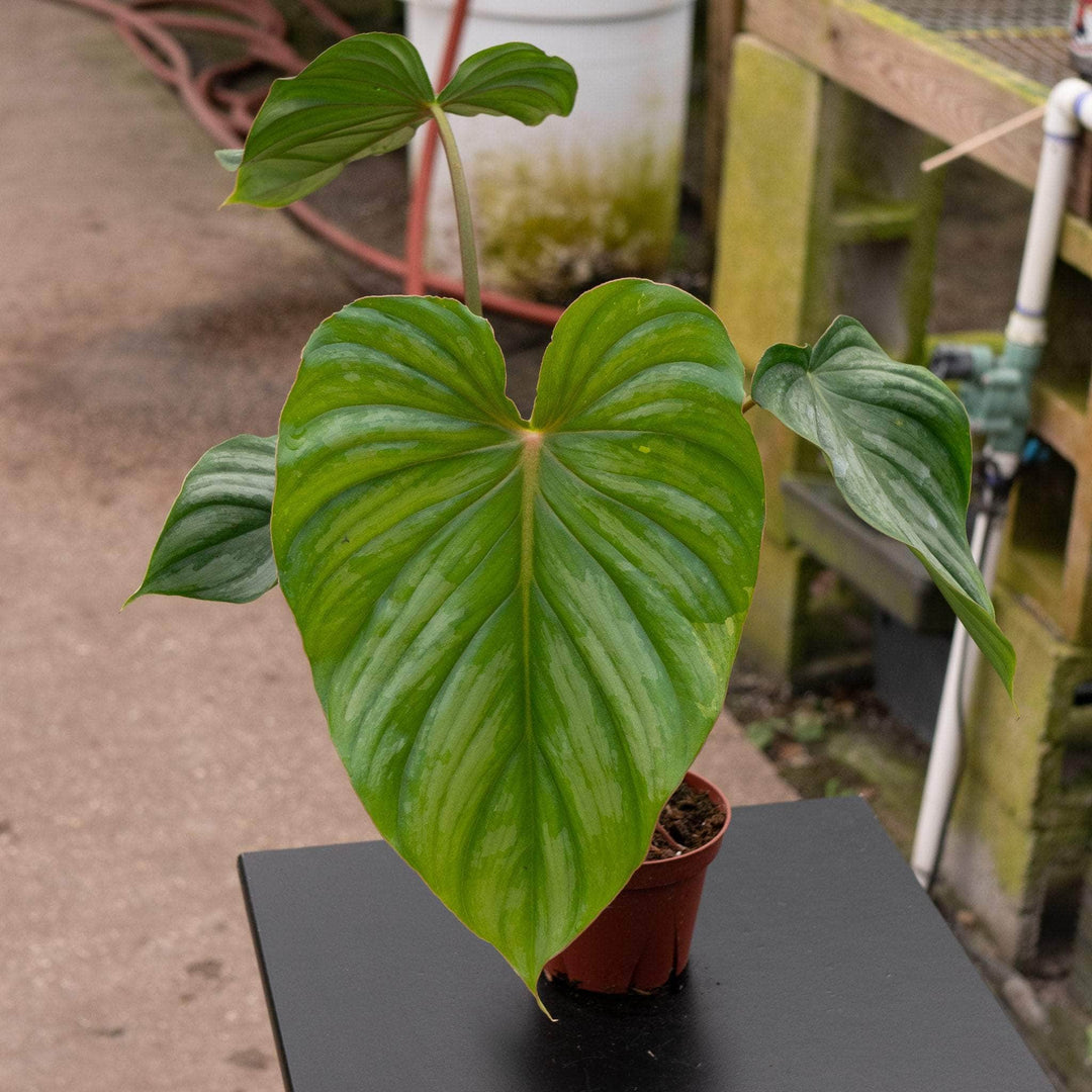 Philodendron pastazanum silver Xplowmanii | Seller's Choice, Hong Kong Collection