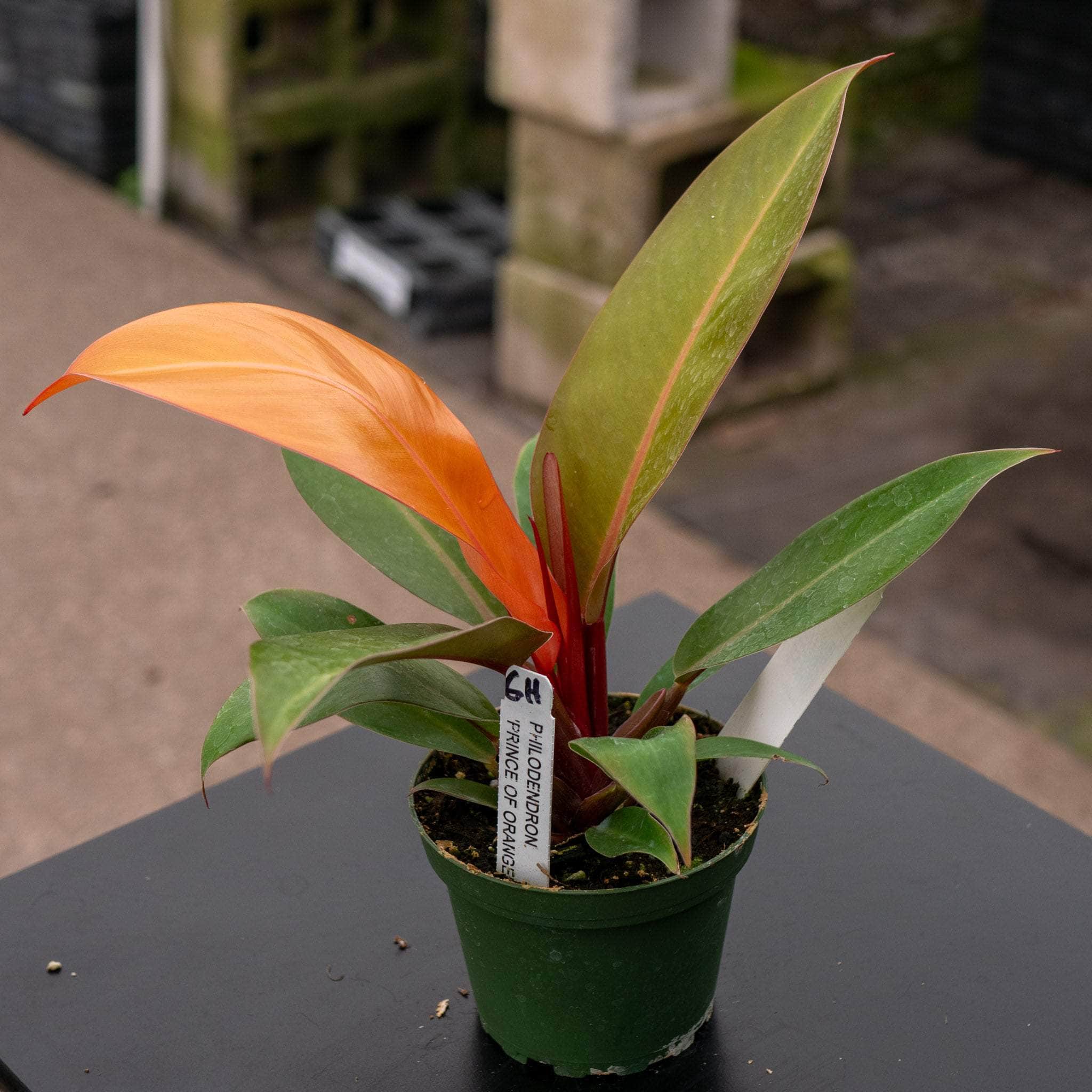 Philodendron 'Prince of Orange' | Seller's Choice, Hainan Collection