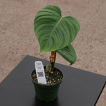 Philodendron nangaritense Fuzzy Petiole' | Seller's Choice, Hong Kong Collection