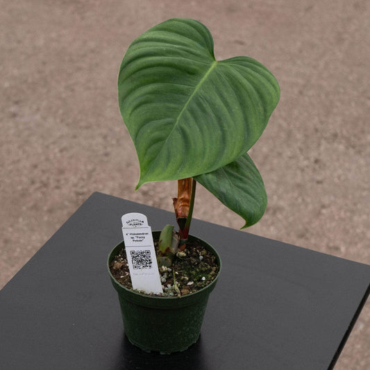 Philodendron nangaritense Fuzzy Petiole' | Seller's Choice, Hong Kong Collection