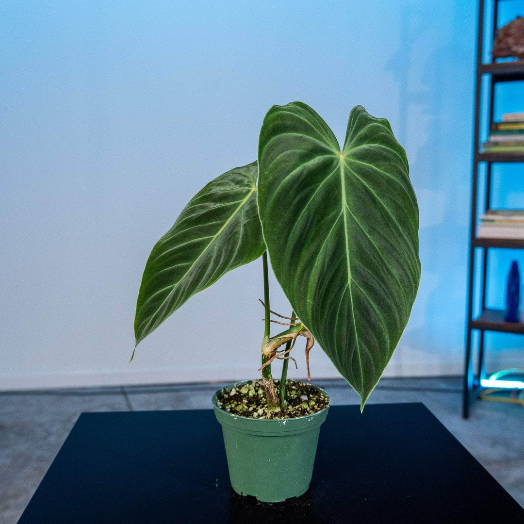 Philodendron 'Splendid' | Seller's Choice, Hainan Collection