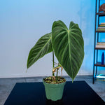 Philodendron 'Splendid' | Seller's Choice, Hainan Collection