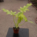 Philodendron warscewiczii aurea flavum/sell | Seller's Choice, Hong Kong Collection
