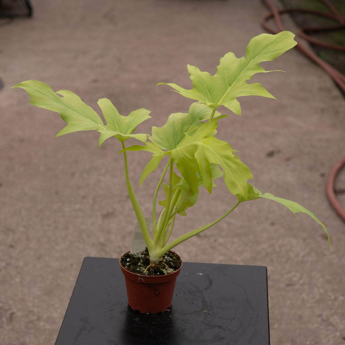 Philodendron warscewiczii aurea flavum/sell | Seller's Choice, Hong Kong Collection