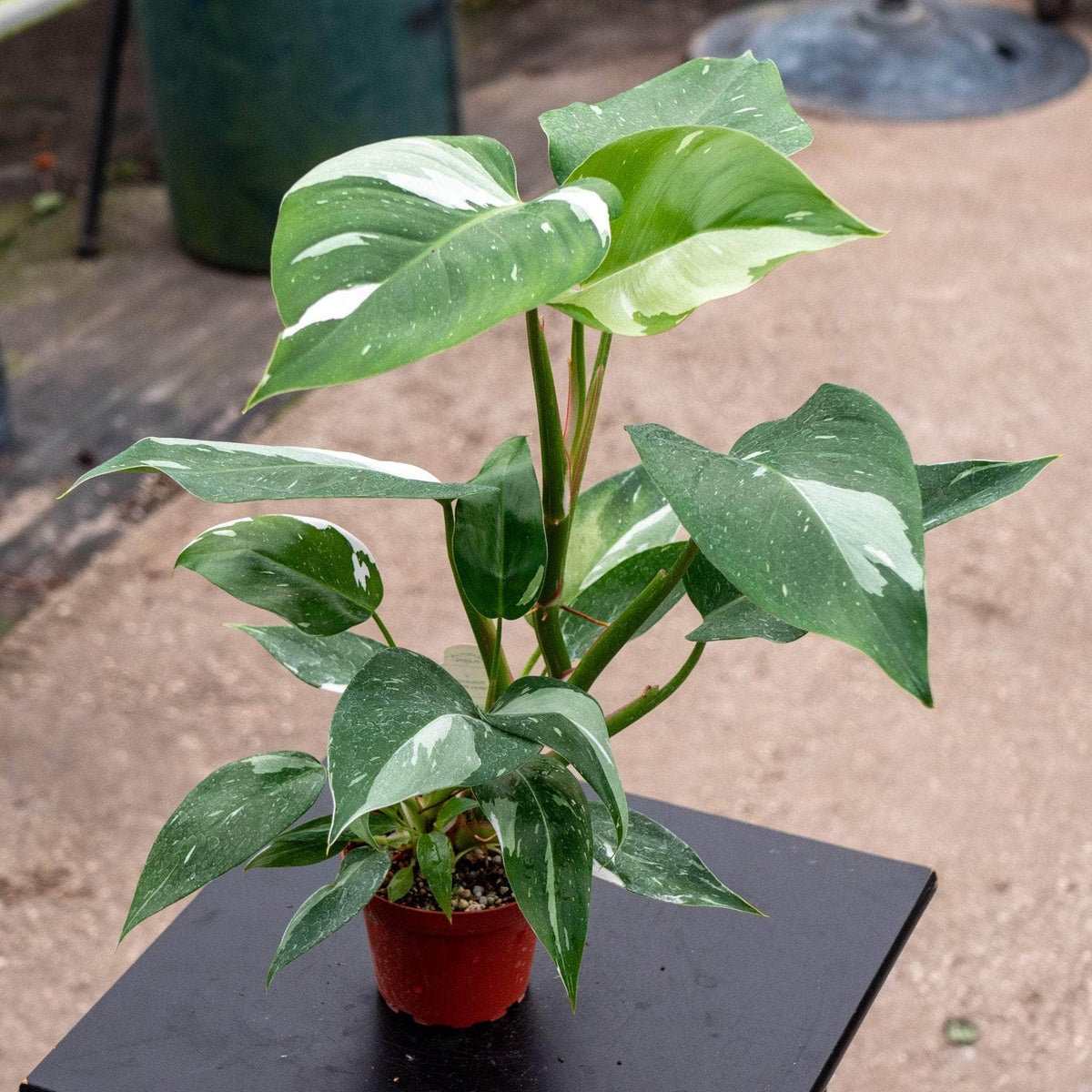Philodendron 'White Princess' | Seller's Choice, Hong Kong Collection