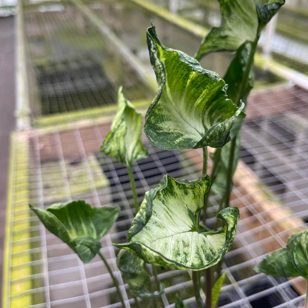 Syngonium 'Godzilla' | Seller's Choice, Hong Kong Collection