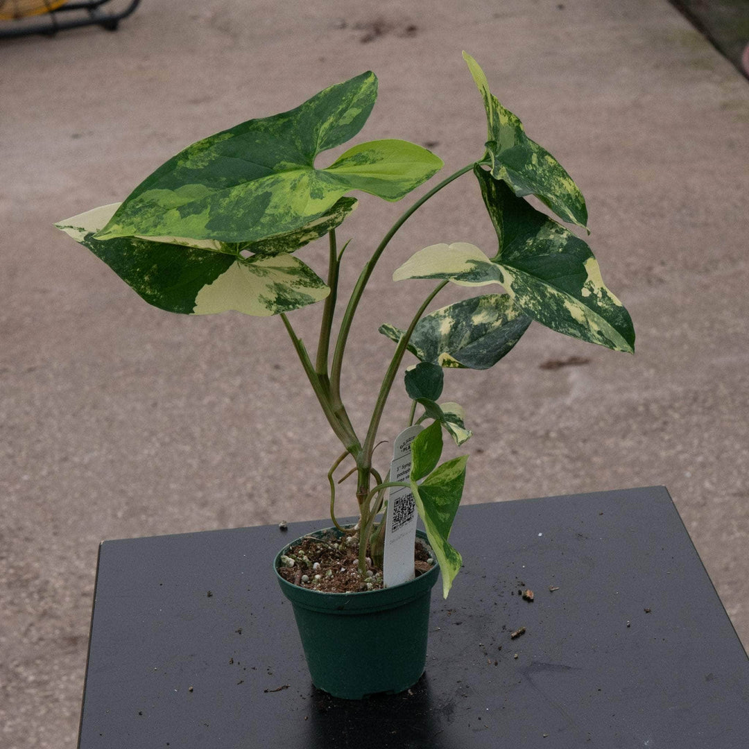 Syngonium Podophyllum 'Aurea' | Seller's Choice, Hainan Collection