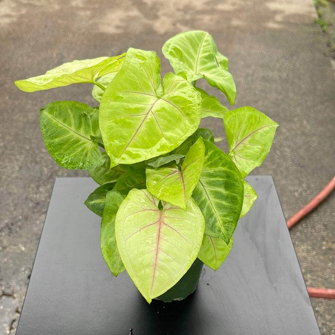 Syngonium podophyllum 'Gold Allusion' | Seller's Choice, Hong Kong Collection