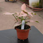 Syngonium 'Pink Perfection' | Seller's Choice, Hainan Collection
