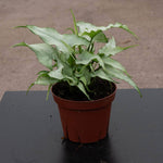 Syngonium podophyllum 'Siliver Fox' | Seller's Choice, Hong Kong Collection