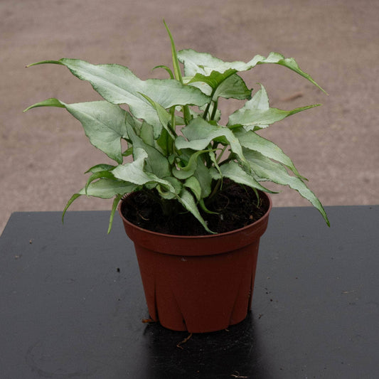 Syngonium podophyllum 'Siliver Fox' | Seller's Choice, Hong Kong Collection