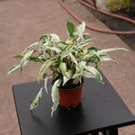 Syngonium podophyllum 'Starlite' | Seller's Choice, Hong Kong Collection