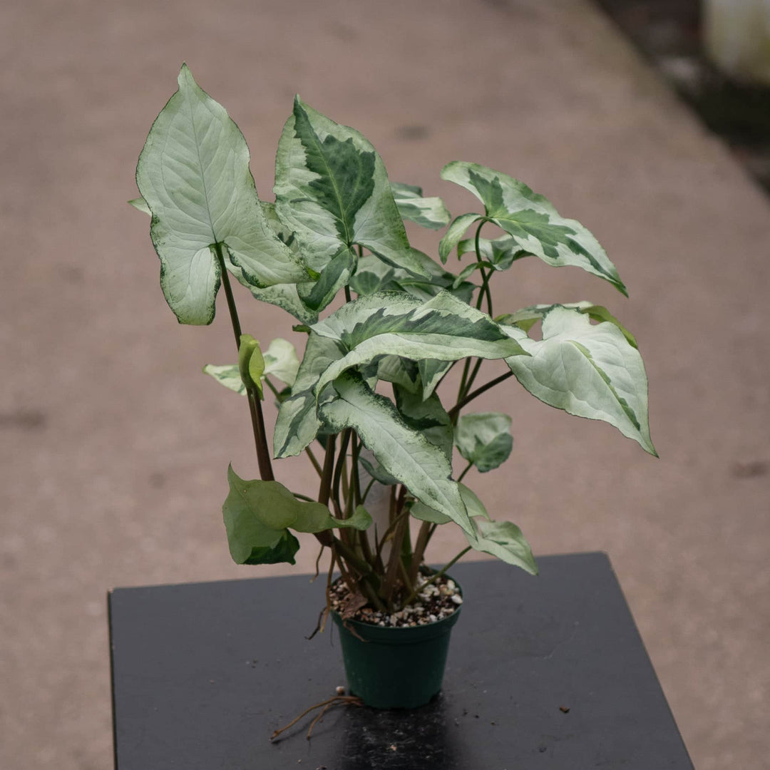 Syngonium Podophyllum 'Three King' | Seller's Choice, Hainan Collection