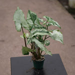 Syngonium Podophyllum 'Three King' | Seller's Choice, Hainan Collection