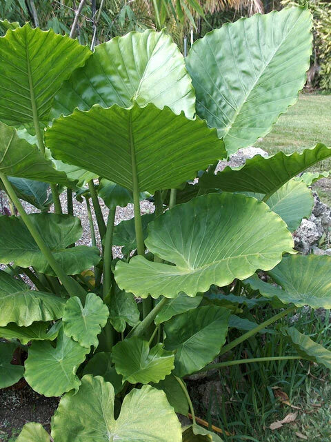Alocasia odora 'California' | Seller's Choice, Hong Kong Collection