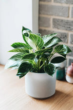 Philodendron Zebra | Seller's Choice, Hong Kong Collection