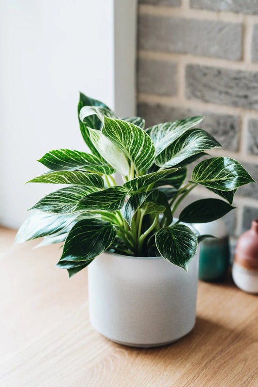 Philodendron Zebra | Seller's Choice, Hong Kong Collection
