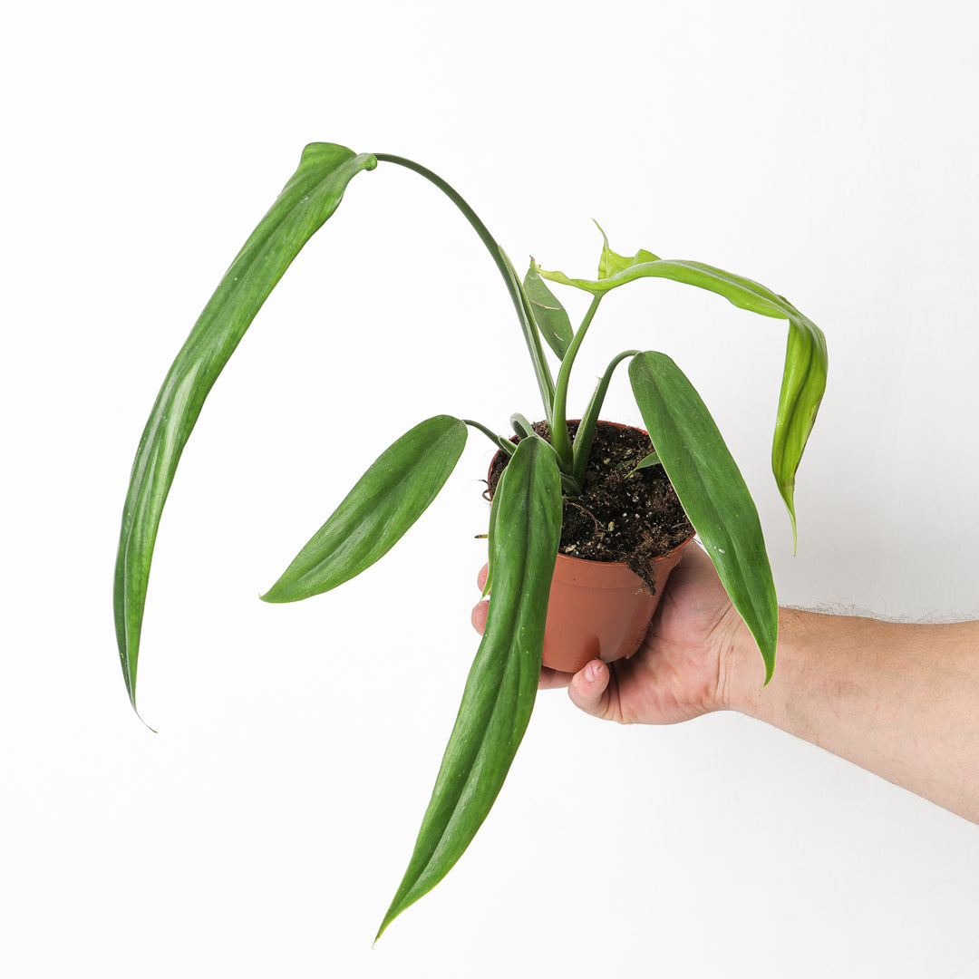 Philodendron holtonianum | Seller's Choice, Hainan Collection