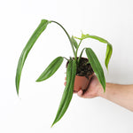 Philodendron holtonianum | Seller's Choice, Hainan Collection