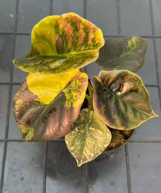 Alocasia Cuprea Golden Latte TC | Grower's Choice, Foshan Collection