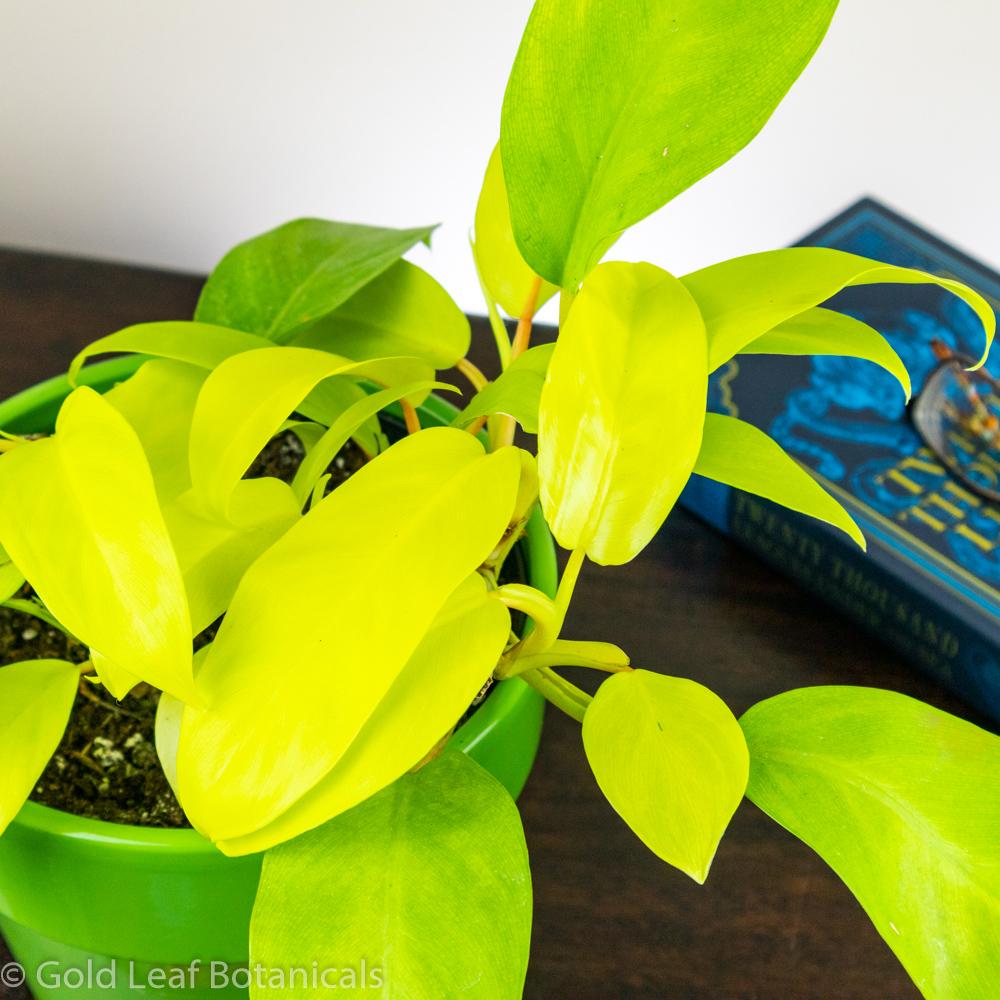 Philodendron 'Malay Gold/Lemon Lime' | Seller's Choice, Hong Kong Collection
