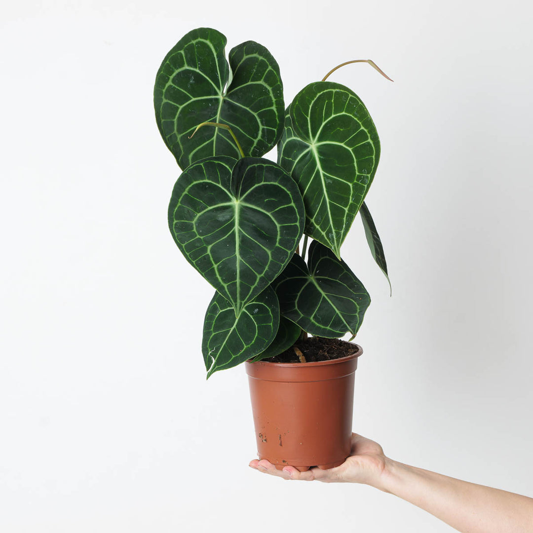 Anthurium clarinervium | Seller's Choice, Hong Kong Collection