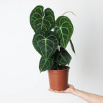 Anthurium clarinervium | Seller's Choice, Hong Kong Collection