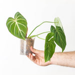 Philodendron Zebra clump | Seller's Choice, Hong Kong Collection