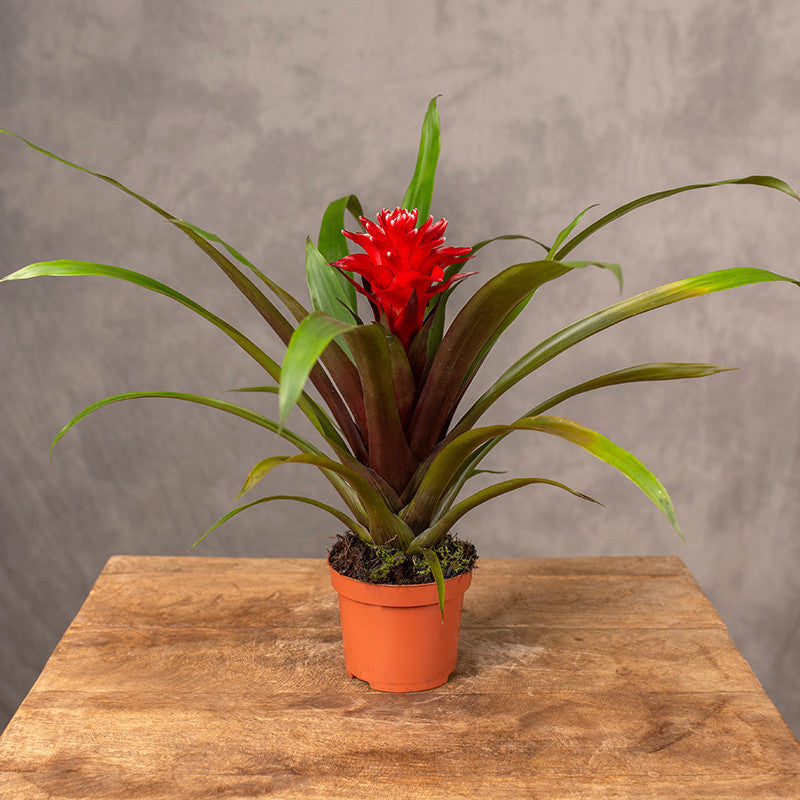Guzmania 'Mia' | Seller's Choice, Hong Kong Collection