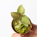 Anoectochilus roxburghii 'Gold Bar' hybrid | Seller's Choice, Hong Kong Collection