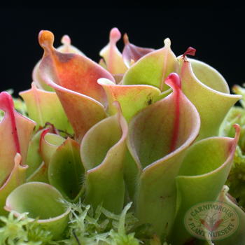 Heliamphora minor | Seller's Choice, Hong Kong Collection