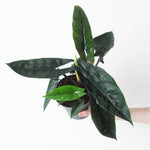 Alocasia 'Scalprum' | Seller's Choice, Hong Kong Collection