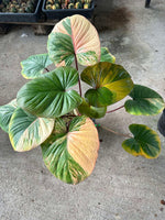 Homalomena rubescens Variegated | Seller's Choice, Hong Kong Collection