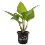 Homalomena 'Magical Pattern NEW' | Seller's Choice, Hong Kong Collection