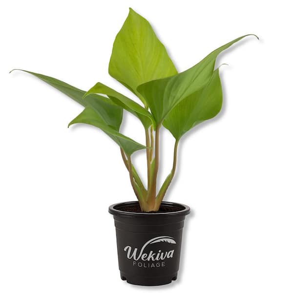 Homalomena 'Magical Pattern NEW' | Seller's Choice, Hong Kong Collection