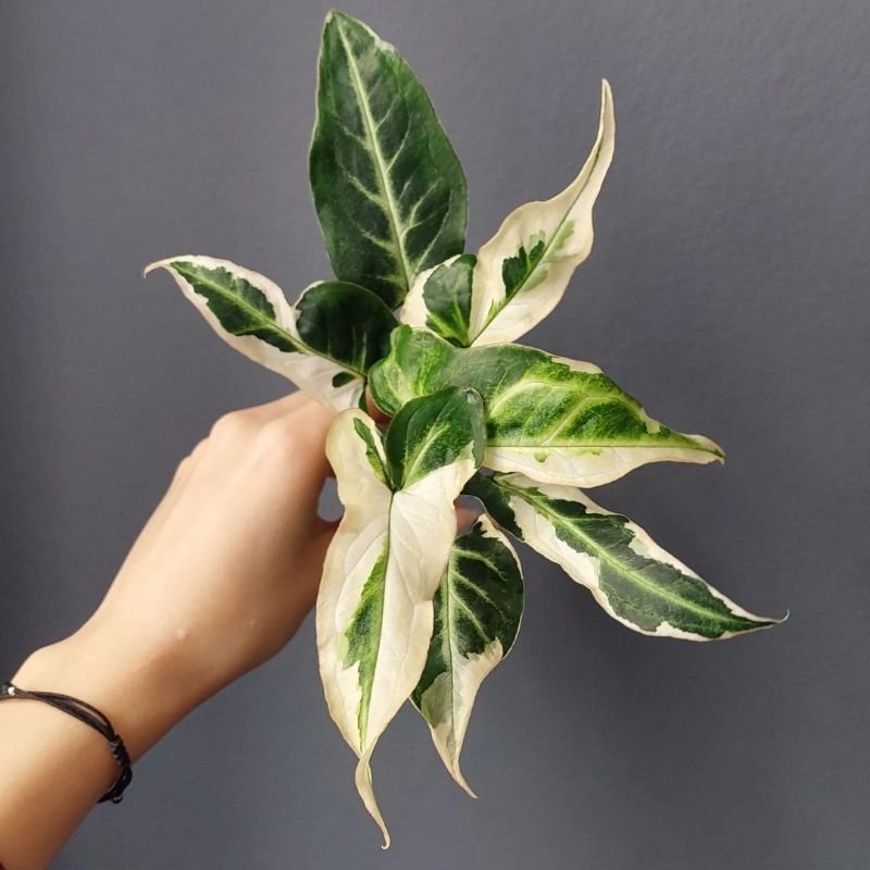 Syngonium 'Starlite' | Seller's Choice, Hainan Collection