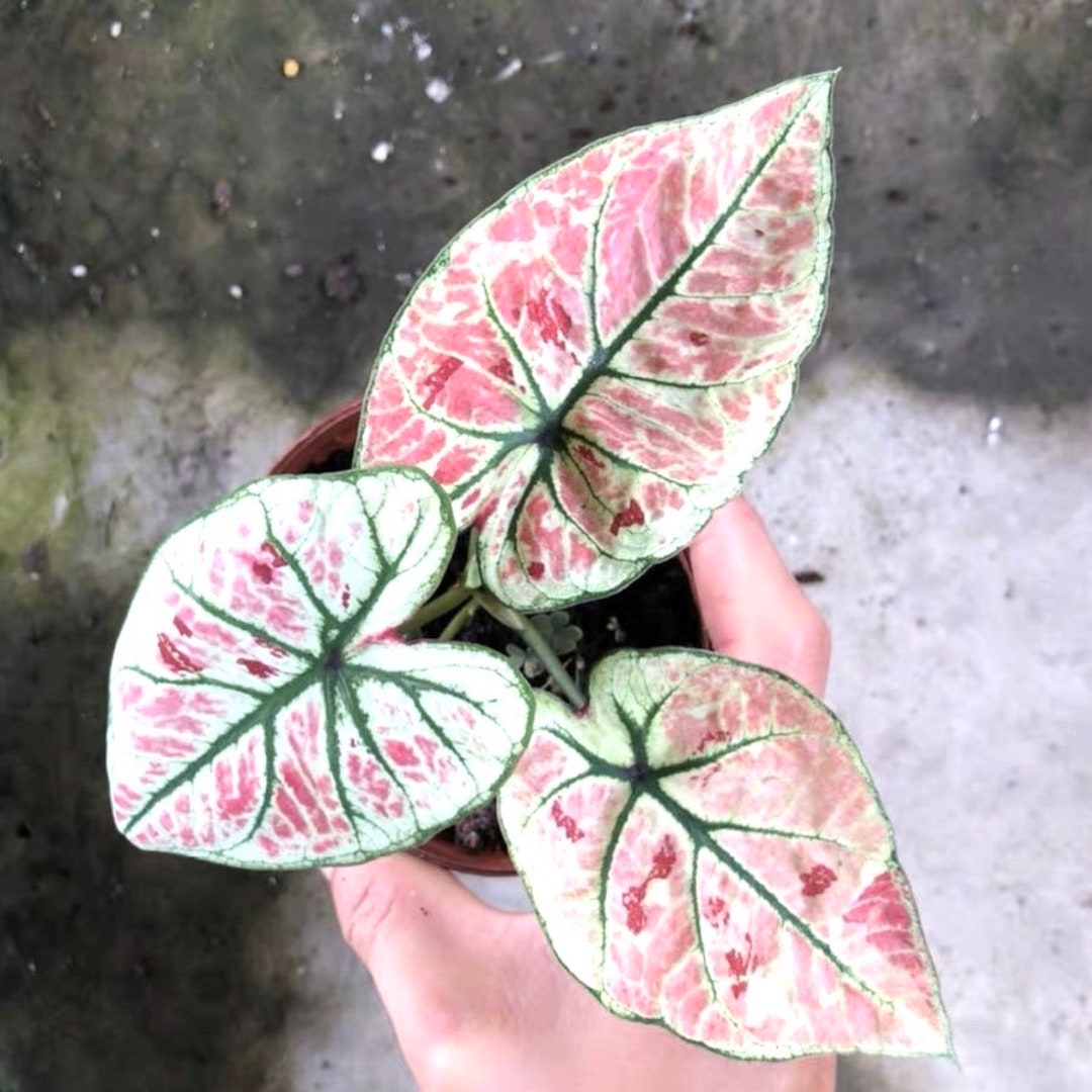 Caladium 'Strawberry Heart/Tanya' | Seller's Choice, Hong Kong Collection