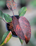 Philodendron Orange Princess Marble Orange TC | Grower's Choice, Foshan Collection