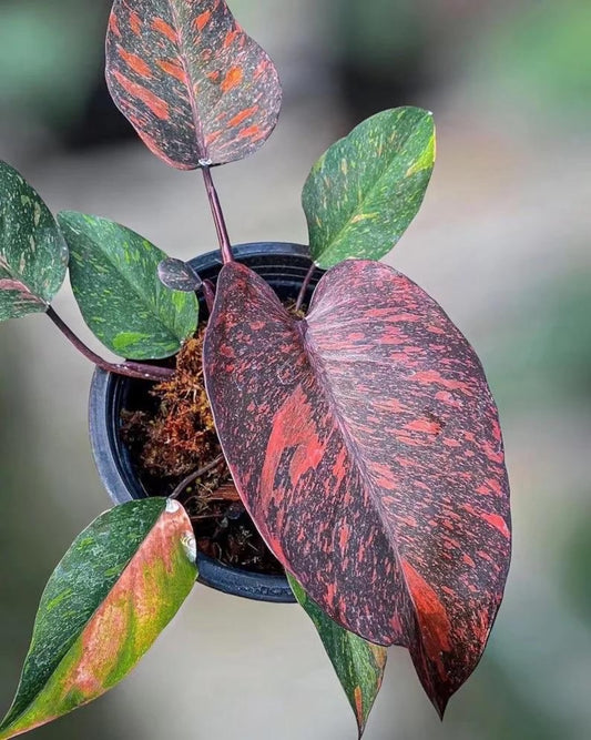 Philodendron Orange Princess Marble Orange TC | Grower's Choice, Foshan Collection
