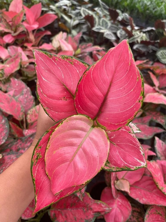 Aglaonema 'Geely Red' | Seller's Choice, Hong Kong Collection