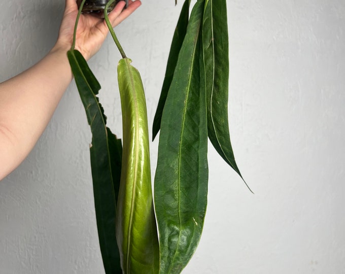 Anthurium Wendlingeri TC | Grower's Choice, Foshan Collection