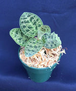 Anoectochilus Black Velvet Variegated TC | Grower's Choice, Foshan Collection