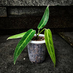 Anthurium warocqueanum | Seller's Choice, Hainan Collection