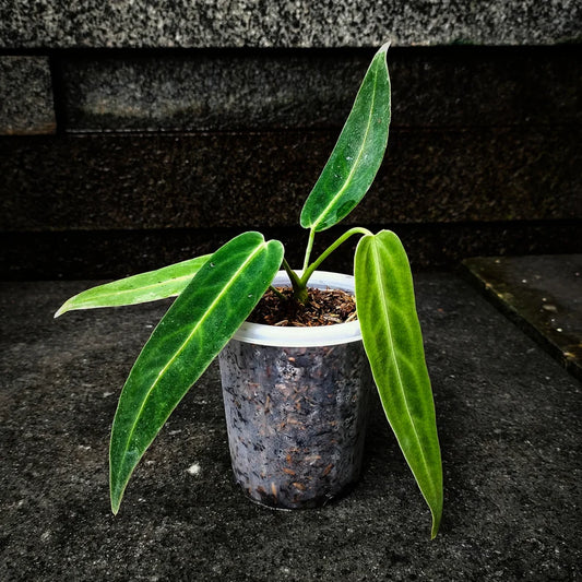 Anthurium warocqueanum | Seller's Choice, Hainan Collection