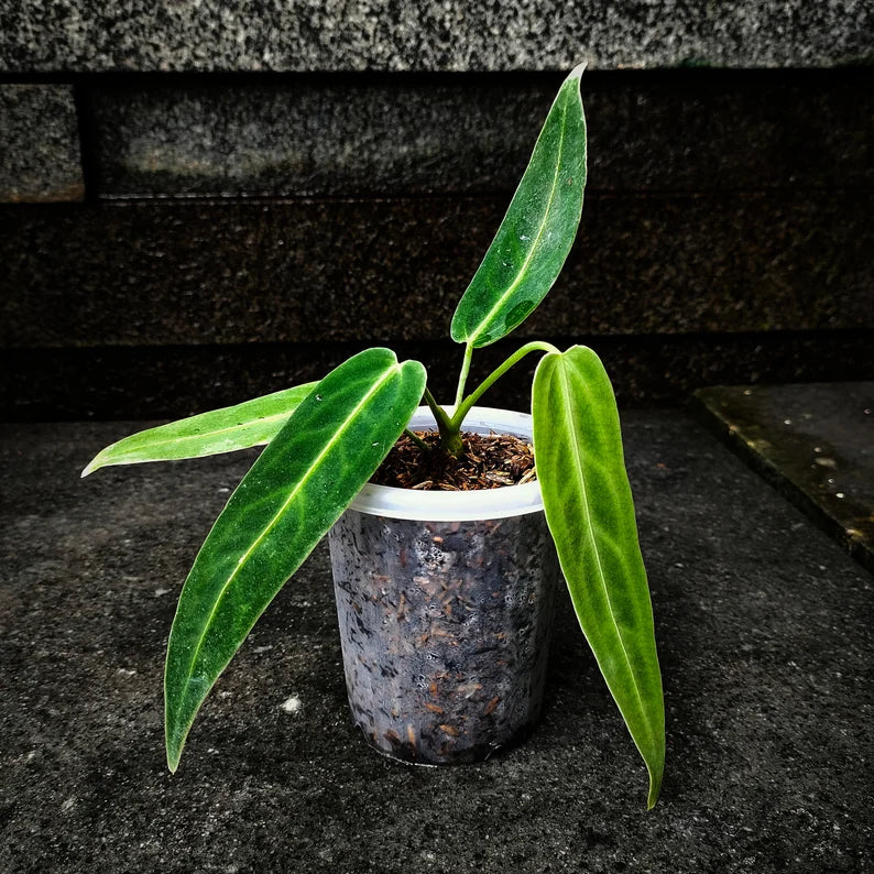 Anthurium warocqueanum | Seller's Choice, Hainan Collection