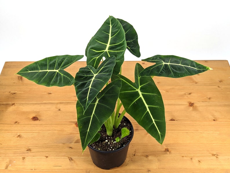 Alocasia Frydek White Vein TC | Grower's Choice, Foshan Collection