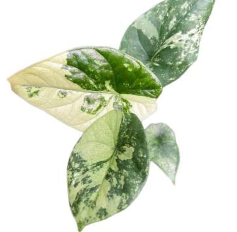 Alocasia Regal Shield Aurea TC | Grower's Choice, Foshan Collection