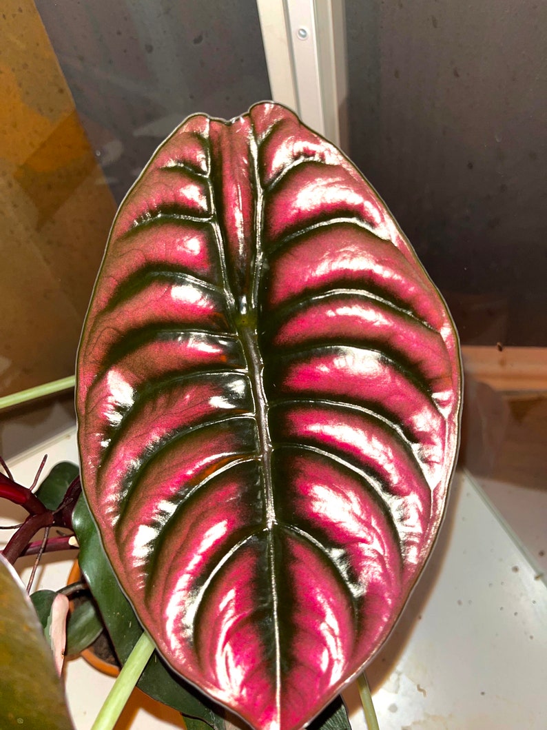 Alocasia Cuprea Red Secret TC | Grower's Choice, Foshan Collection